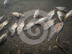 Dead fish on the river. dark water water pollution