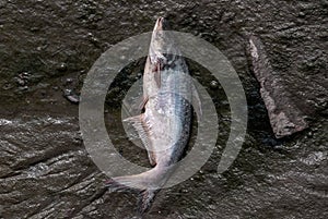 Dead fish on the river by natural cause or pollution or human act