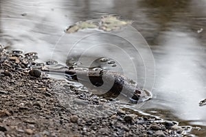 dead fish on rocky shore in small reflective pond