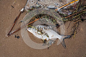 Dead fish scavenger on the sandy shore of Lake Peipus photo