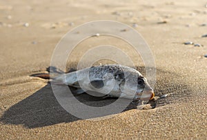 Dead fish on the shore photo