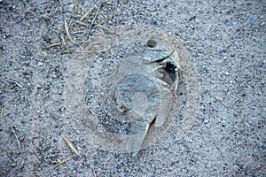 A dead fish on the shoreline