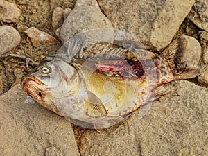 Dead fish on stony lake shore. Horrible smell fish