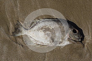 Dead fish used has bait fish taken before breading size depleting fish stocks