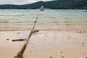 A dead fish washed ashore at a beach in Phi Phi Island. Climate change concept