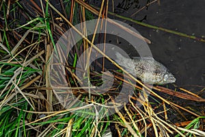 Dead fish in water environmental pollution ecology disaster nature concept