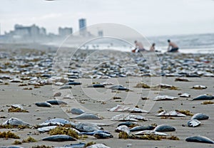 Dead fishes during red tide