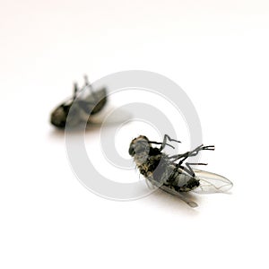 Dead flies