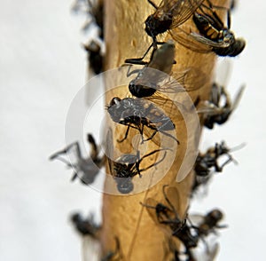 Dead flies on a flycatcher