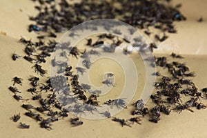 Dead flies caught on flypaper