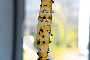Dead Flies On Sticky Tape. Flypaper, sticky tape. Trap for flies, insects.Flies stuckTrap for insects insects. lot flies photo