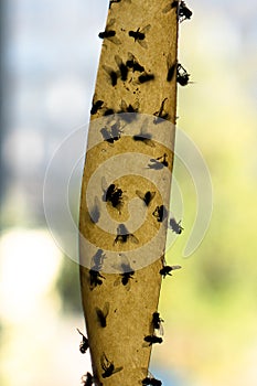 Dead Flies On Sticky Tape. Flypaper, sticky tape. Trap for flies, insects.Flies stuckTrap for insects insects. lot flies