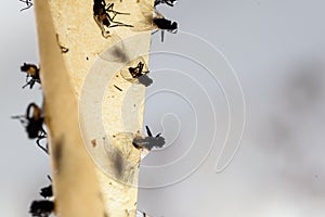 Dead Flies Stuck on a Sticky Fly Trap