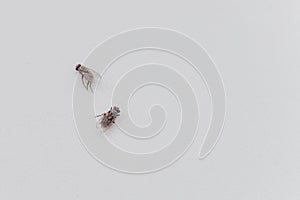 Dead flies on a white background