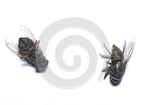 Dead flies on white background