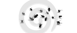 Dead Flies on white background