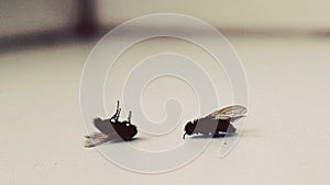 Dead flies