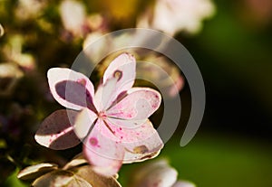 Dead flower with white and slightly pink colouring and a long pollen stem hanging out, cruel, death, sad, abstract