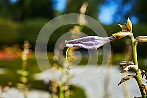 Dead flower with white and slightly purple colouring and a long pollen stem hanging out, cruel, death, sad, abstract