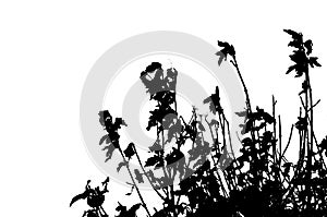 Dead flowers silhouetted against white