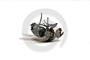 Dead fly