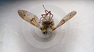 Dead fly. close up of dead fly on a white background. closeup fly. insects, insect, animals, animal, wildlife, wild nature, forest