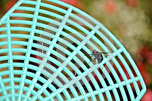 Dead fly on a flyswatter