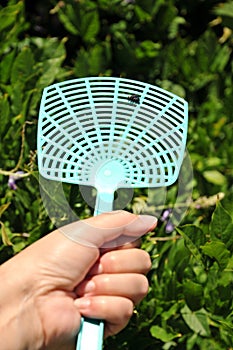 Dead fly on a flyswatter