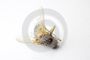 Dead Fly Insect on White Background