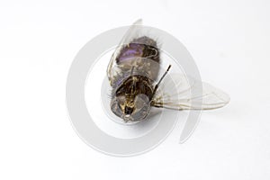 Dead Fly Insect on White Background