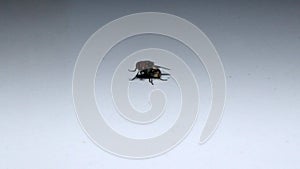 Dead fly insect on white background