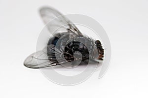 Dead fly, isolated on white.