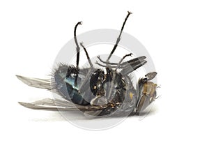 Dead fly isolated on white