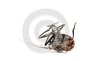 Dead fly isolated in white