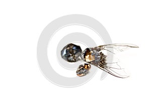 Dead fly isolated in white