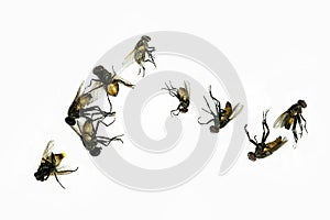 Dead fly isolated on white background.Animal fly collections. Fly dead on white background photo