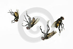 Dead fly isolated on white background.Animal fly collections. Fly dead on white background photo