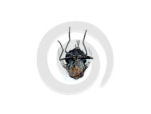 Dead fly isolated white background