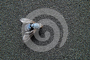 Dead fly lying upside down, macro shot. Insect on a dark background