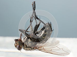 Dead fly macro