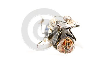Dead fly with spider isolated in white