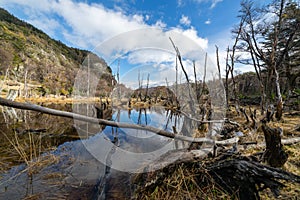 Dead forest around a lake Ushuaia Argentina