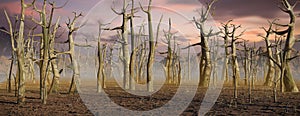 Dead forest, climate change crisis