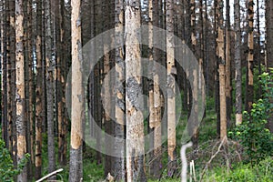 Dead forest due to bark beetle infestation