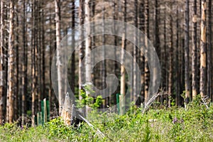 Dead forest due to bark beetle infestation