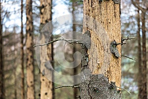 Dead forest due to bark beetle infestation