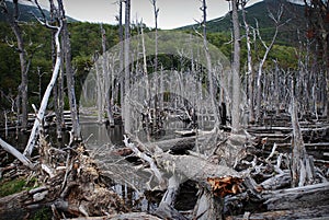 Dead forest with fallen broken trees