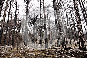 Dead forest after fire