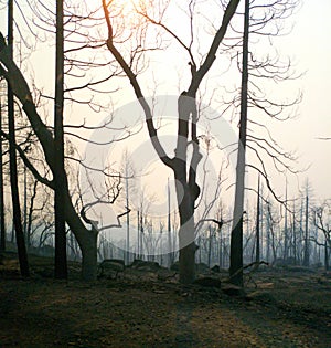 Dead forest following Creek fire