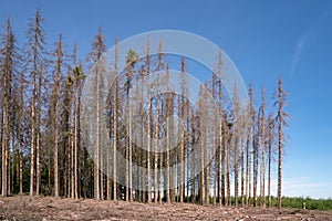 Dead forest, forest dieback in Germany
